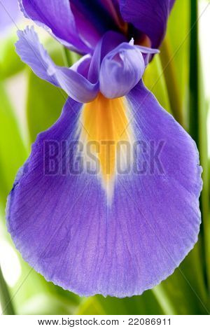 Kronblad af blå Iris