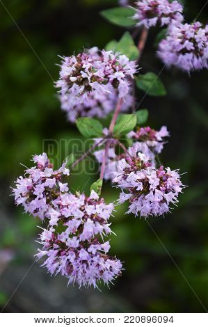 oregano plant blooming in the kitchen garden