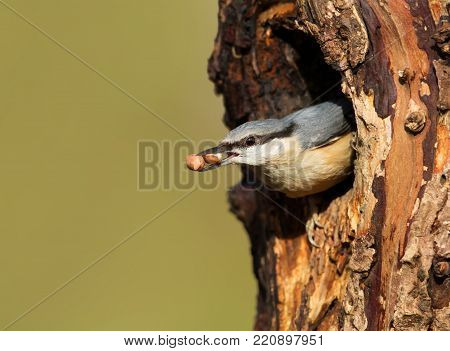 Eurasian Nuthatch With Nuts In The Beak