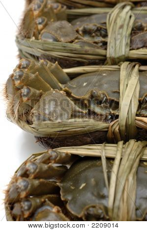 Nærbillede af Shanghai krabber