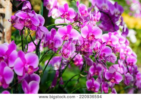 Orchid Flower In Tropical Garden.pink Phalaenopsis Orchid Flower Selective Focus
