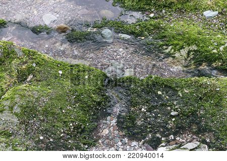 The rocks and algae on the sea shore as the tide goes out