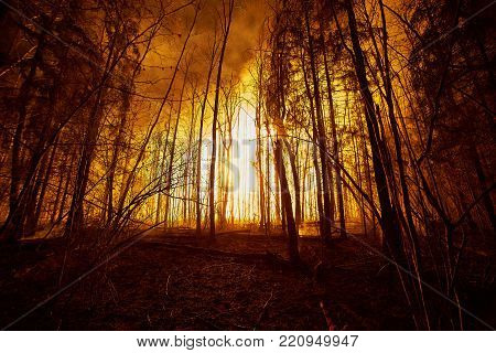 Forest fire with trees and fire pillar, wide angle