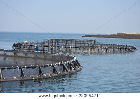 Industrial Salmon fishing off the coast of Grand Manan, New Brunswick.