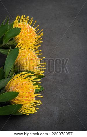 Yellow leucospermum cordifolium flower (pincushion protea) on black concrete background