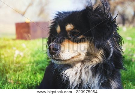 black dog on green grass, sunny weather
