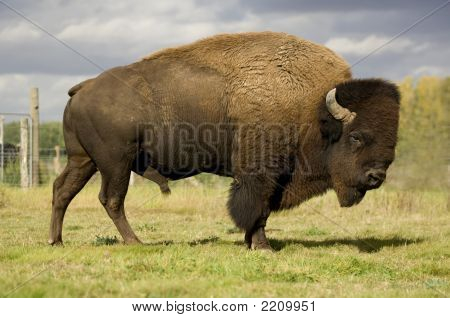 Europæisk Bison