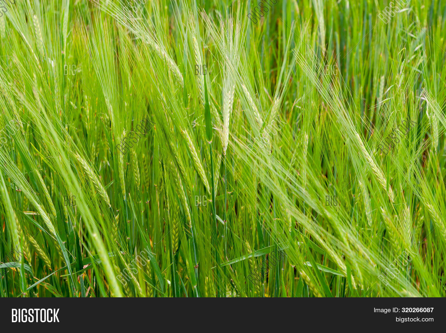 Fragment Green Rye Image & Photo (Free Trial) | Bigstock