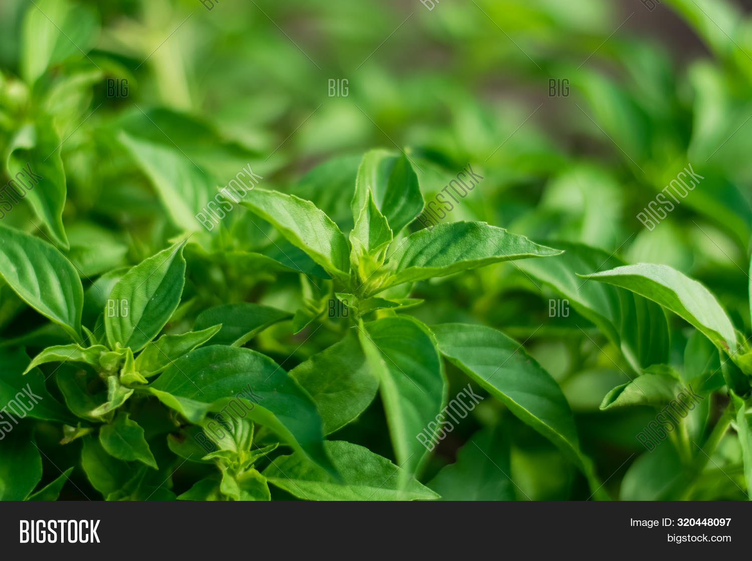 Fresh Hoary Basil Thai Image & Photo (Free Trial) | Bigstock