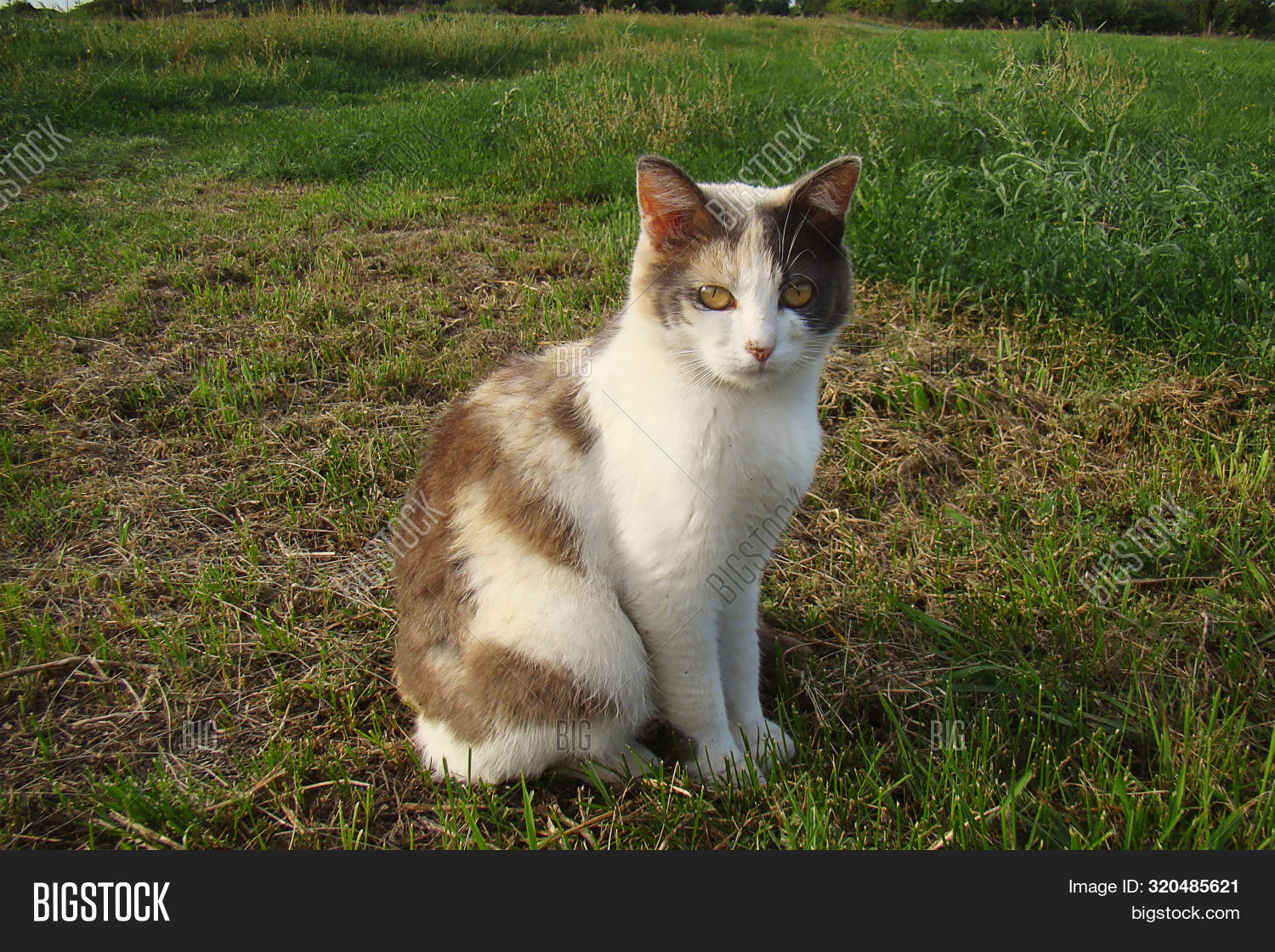 Cute Rustic Cat Image & Photo (Free Trial) | Bigstock