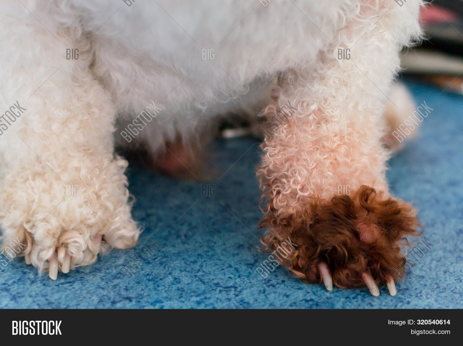bolognese bichon dog