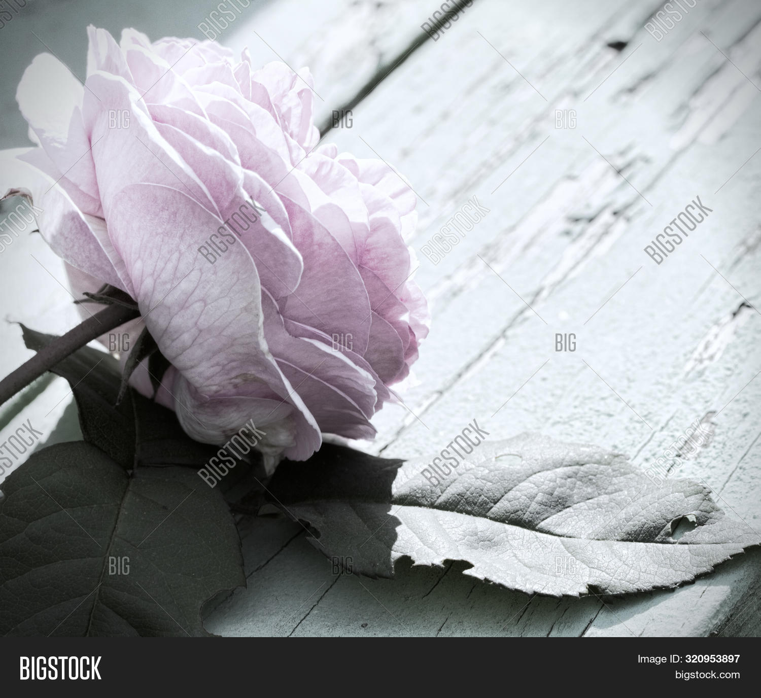 Pastel Pink Rose Muted Image & Photo (Free Trial) Bigstock