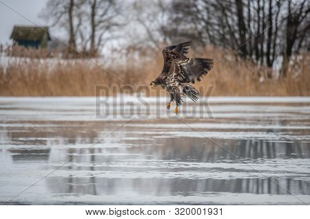 Adult White-tailed Eagle In Flight. Blue Sky Background. Scientific Name: Haliaeetus Albicilla, Also