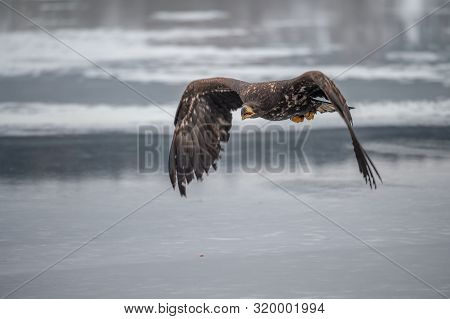 Adult White-tailed Eagle In Flight. Blue Sky Background. Scientific Name: Haliaeetus Albicilla, Also