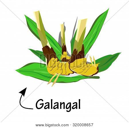 Galangal And Leaves, Asian Herbs And Vector Illustrations , Qualified As Medicines And Alternative M