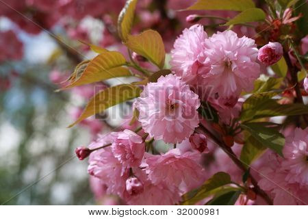 Kvetoucí Sakura