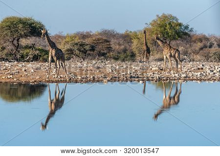A Group Of Angolan Giraffe - Giraffa Giraffa Angolensis- Drinking From A Waterhole, While Being Refl
