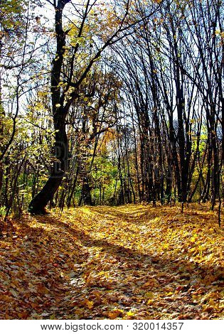 Autumn (fall) Season. The Autumn Forest With The Path (road) That Strewn With Yellow Leaves. Scenic 
