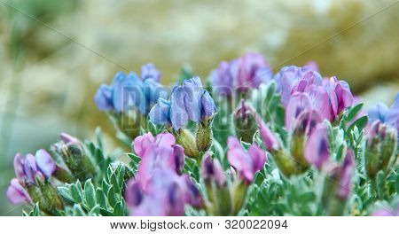Oxytropis Anertii