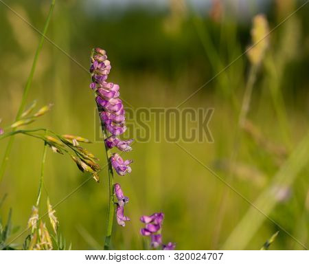 Close Up Of One Purple Hedysarum Alpinum ( Sulla Coronaria) On The Sunset