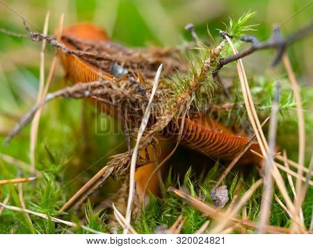 An Inedible Mushroom Growing In Green Moss In The Woods, Macro. Autumn Background. Picking Mushrooms