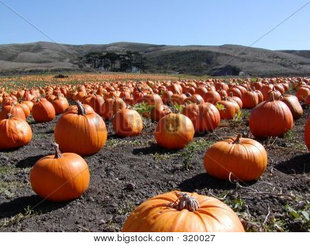 Pumpkin Farm