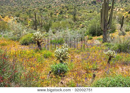 Blomstrende ørken
