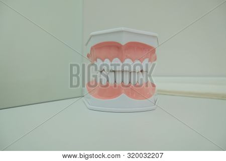Dentoform, Dental Teeth Model In Medical Cabinet