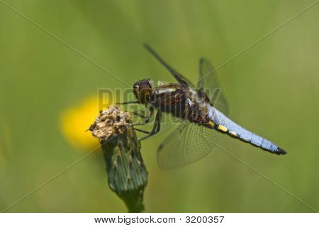 Dragon Fly