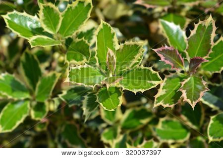 Silver-marginated Holly- Latin Name - Ilex Aquifolium Argentea Marginata