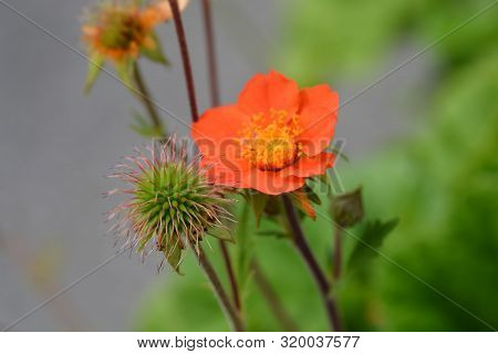 Dwarf Orange Avens Flower And Seed Head - Latin Name - Geum Coccineum