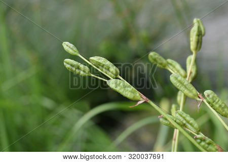 Siberian Iris Seed Pod - Latin Name - Iris Sibirica