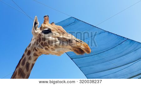 Front At Giraffe View Against The Blue Sky