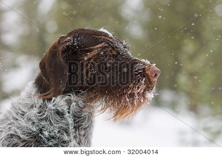Karkeakarvainen saksanseisoja