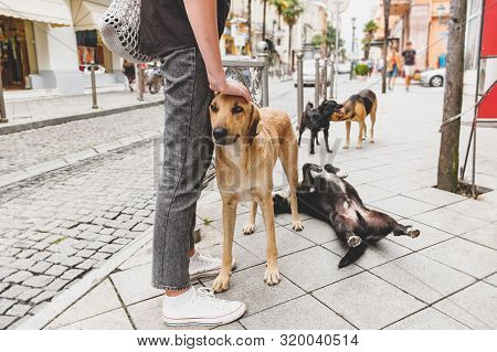 A Man Stroking A Homeless Dog ​​on A City Street Surrounded By Other Stray Dogs. Сoncept Of Sympathy