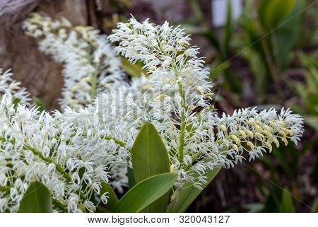 Dendrobium Speciosum Group Of Small White Flowers In Bloom, Orchid Flowers