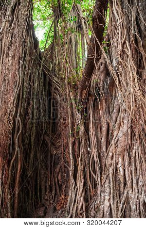 Big Banyan Or Indian Ficus Tree In Goa In India