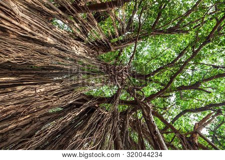 Big Banyan Or Indian Ficus Tree In Goa In India