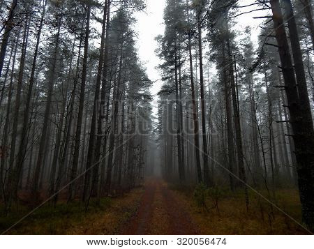 Scary Foggy Road In The Depth Of The Forest