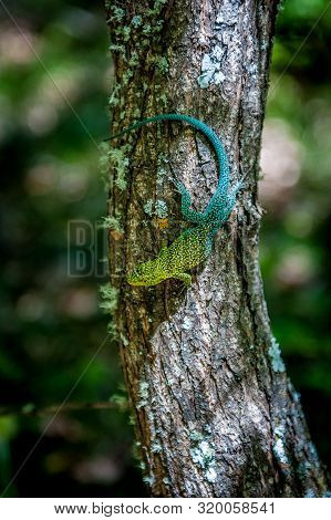 Male Of Jewel Lizard (liolaemus Tenuis) Warming Up In The Sun On The Tree. Condor Circuit Trek, Vilc