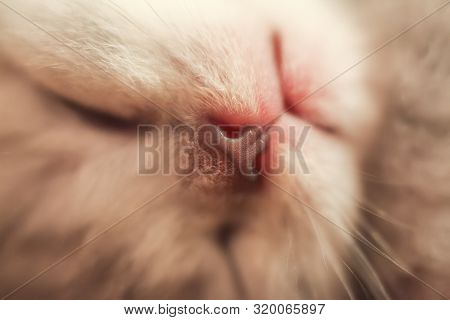 Cute Little British Kitten, Sleeping. Close Up