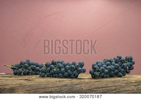 Beautiful Wine Kadarka Grapes On A Old Oak Wooden Table And Red Wall Background.