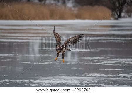 Adult White-tailed Eagle In Flight. Blue Sky Background. Scientific Name: Haliaeetus Albicilla, Also
