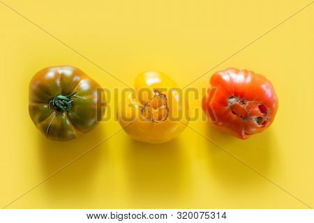 Ugly Organic Colorful Tomatoes In Row On Yellow. Concept Organic Vegetables.
