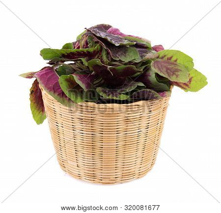 Closeup Red Spinach Isolated On White Background