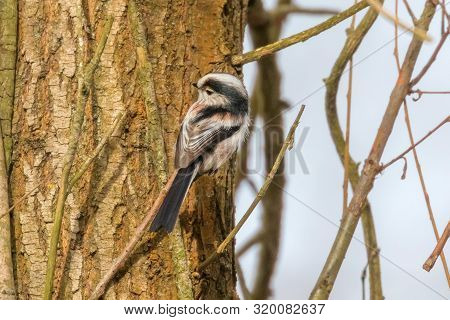 Long-tailed Tit On Branch (aegithalos Caudatus) Cute Little Bird