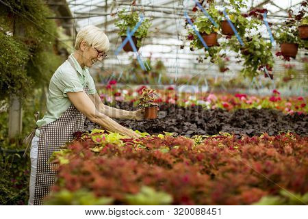 View At Good Looking Senior Woman Working With Spring Flowers In Greengarden