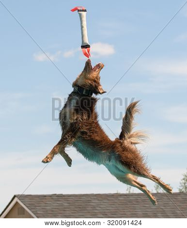 Border Collie, Aussie Mixed Breed Dog Dock Diving
