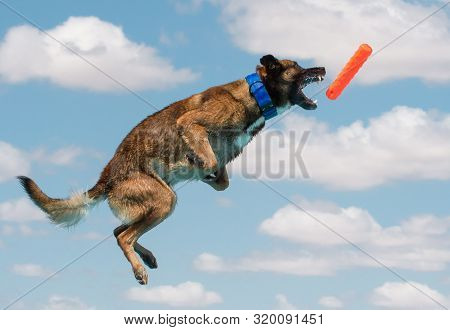 Belgian Malinois Breed Dog Dock Diving Catching A Toy In Mid Air