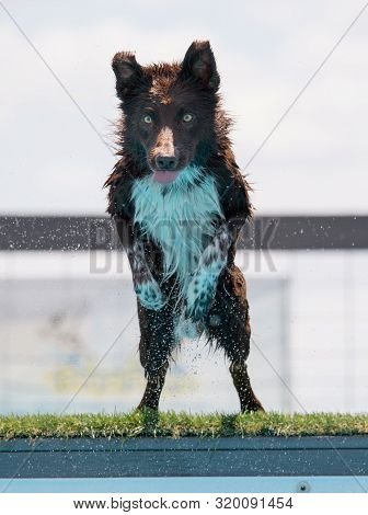 Border Collie, Breed Dog Dock Diving Coming Off The Dock